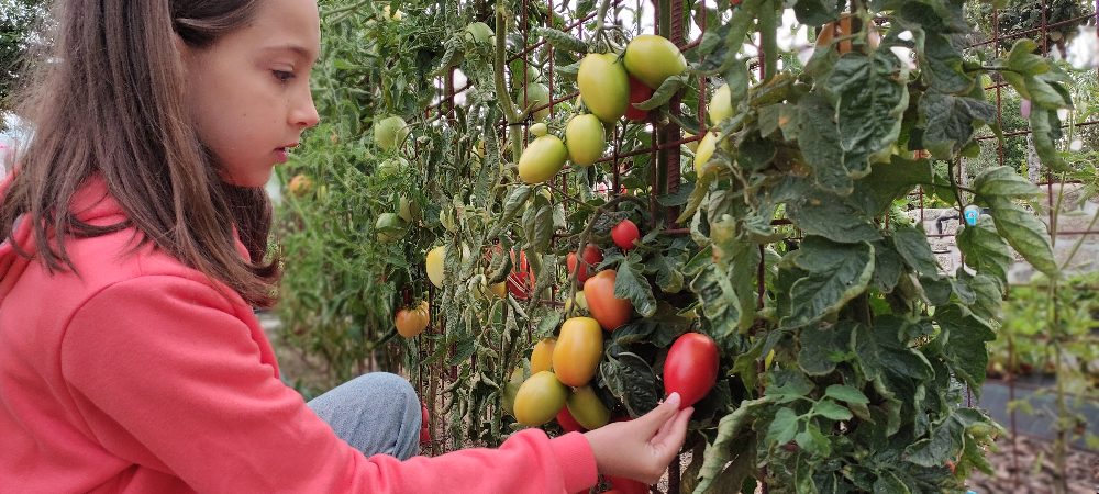 Chapter 5 - Dinner From the Garden
